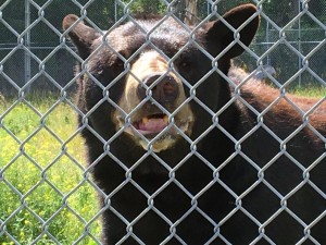 Black Bear (either Hamilton or Petunia) 071317